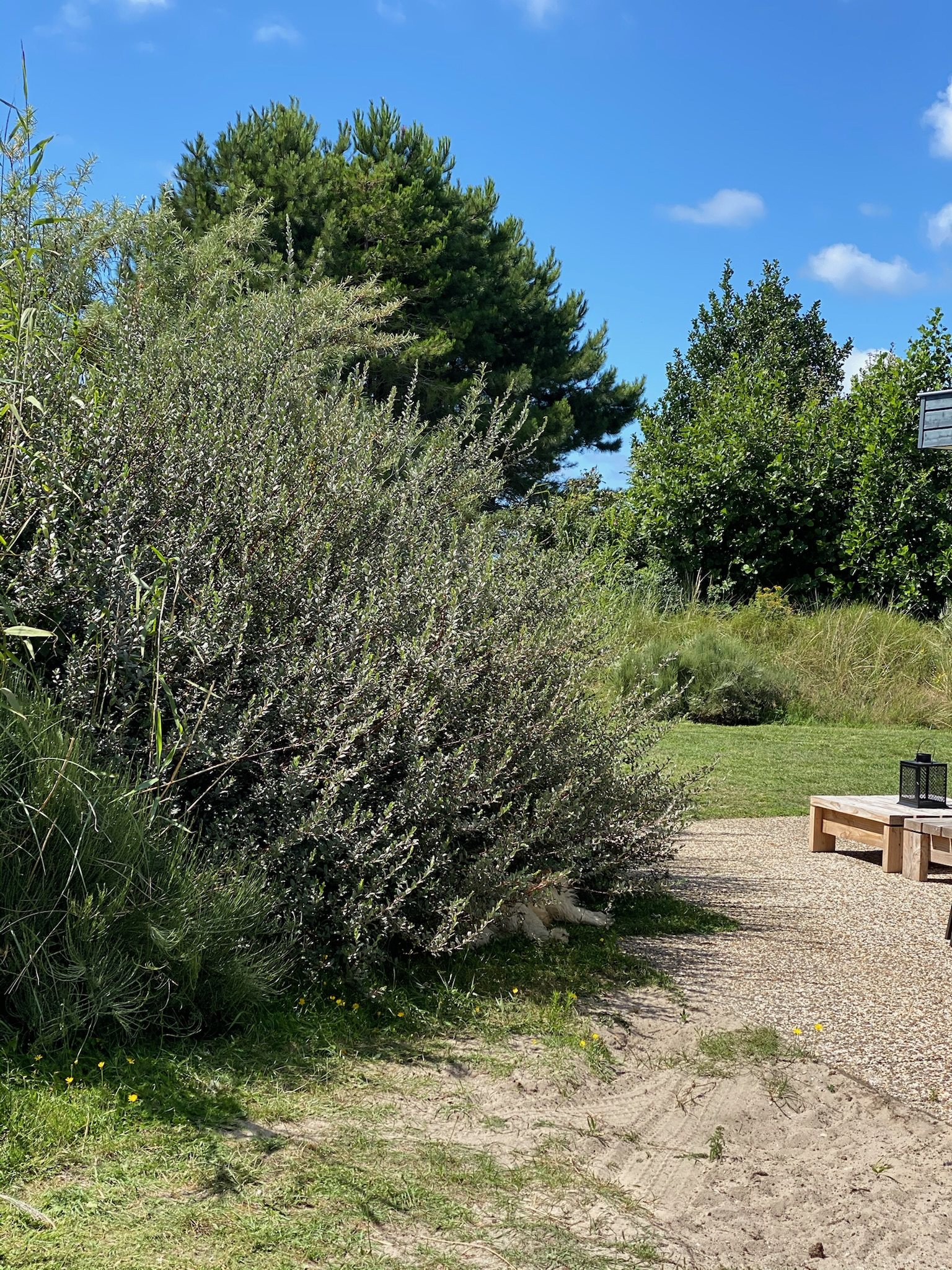 De omheinde tuin